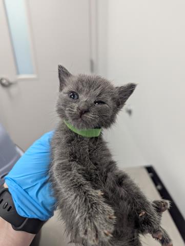  - Female - Domestic SH