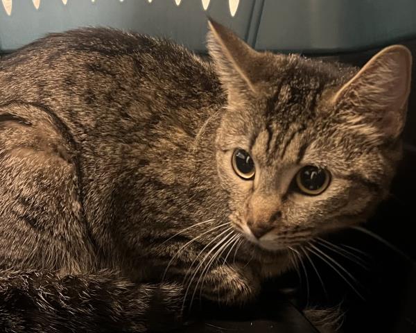 Dellie - Female - Domestic SH