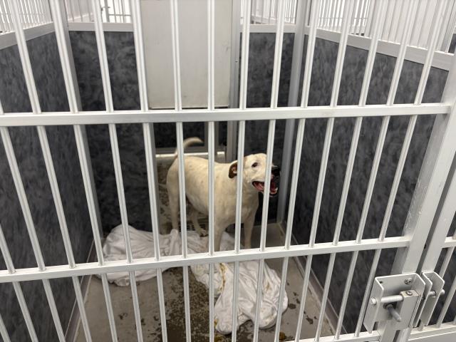 Chico - Male - Pit Bull-Mix
