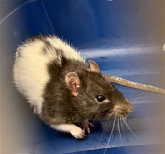  - Female - Rat