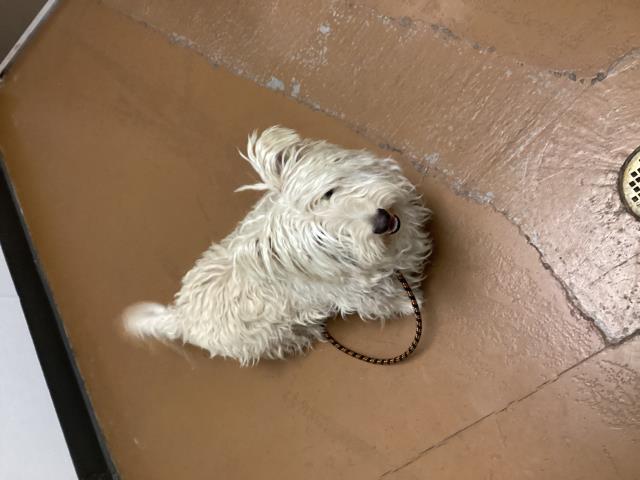 Bella - Female - Scottish Terrier