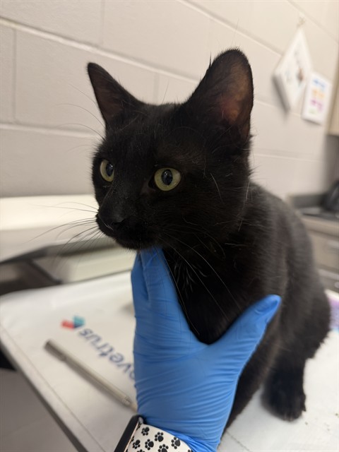Loki - Male - Domestic SH