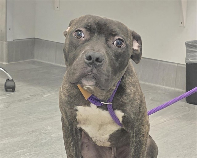 Firefly - Male - Pit Bull