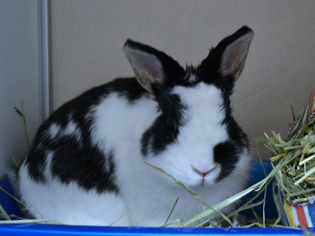 Junior - Male - Dwarf