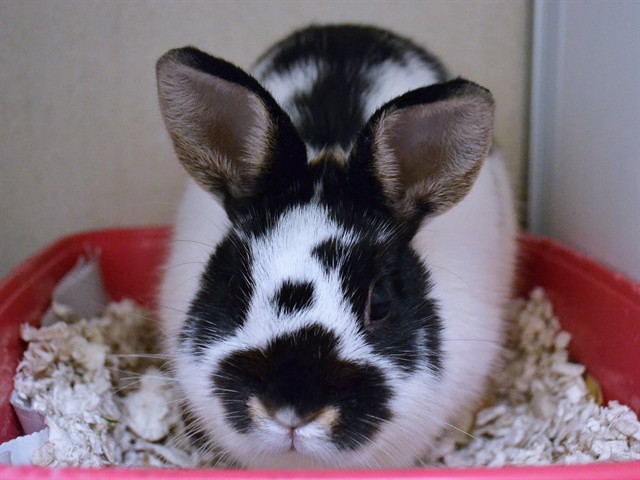 Olive - Male - Dwarf