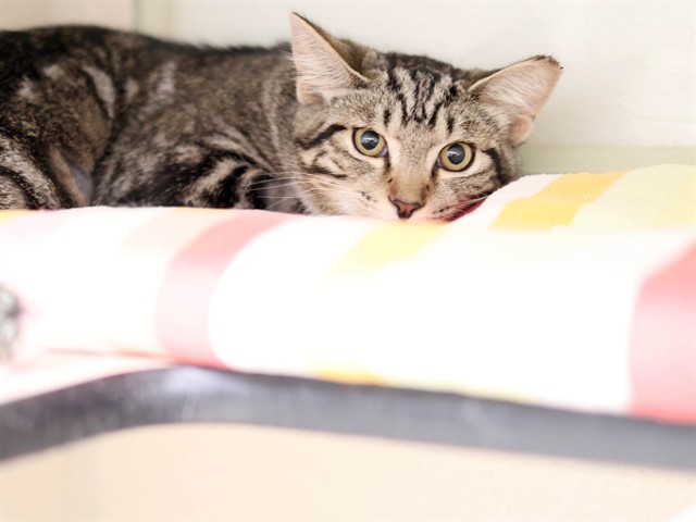 Furmungle - Female - Domestic SH