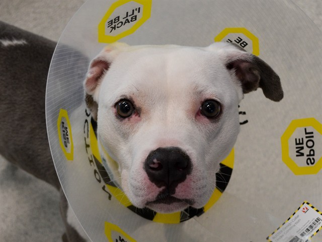 Miya - Female - Pit Bull
