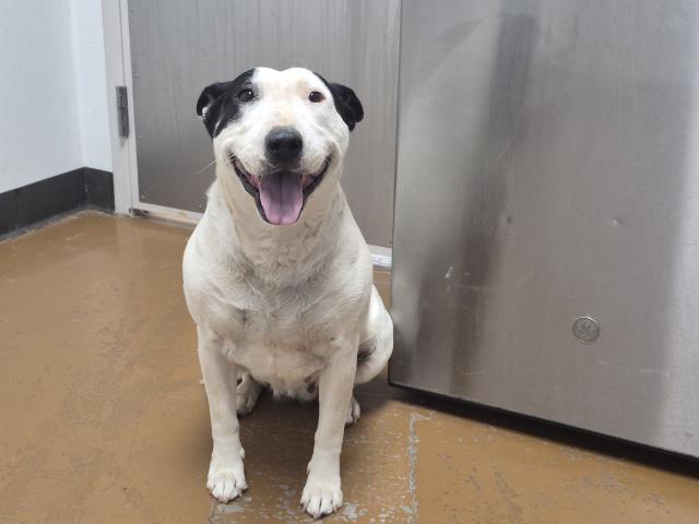 Sandy - Female - Bull Terrier-Mix