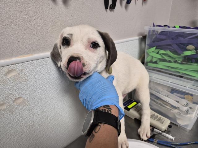 Samuel - Male - Australian Cattle Dog-Pit Bull