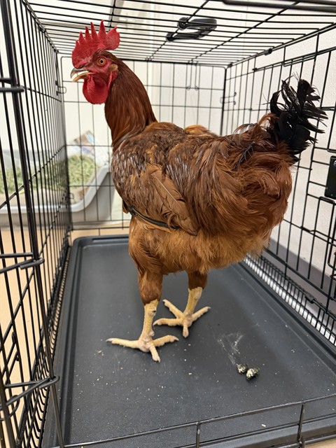  - Male - Chicken