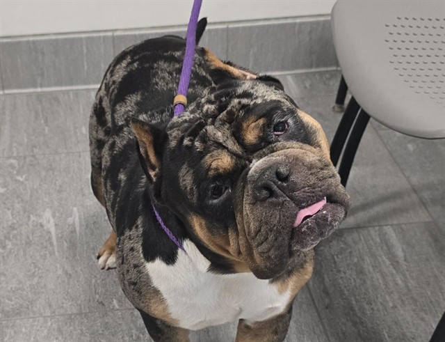 Eggbert - Male - American Bulldog