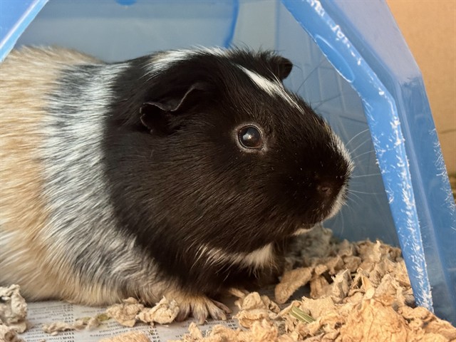 Bandit - Male - Guinea Pig