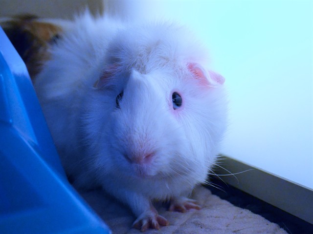 Coconut - Male - Guinea Pig