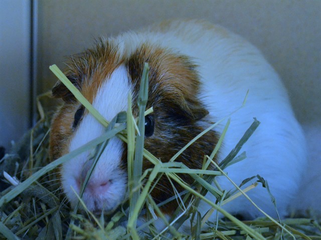 Gus - Male - Guinea Pig