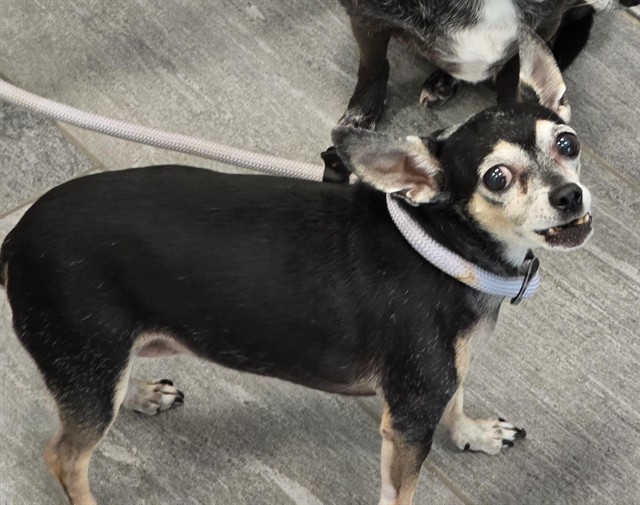  - Female - Chihuahua