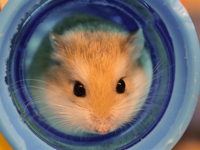 Nala - Female - Other