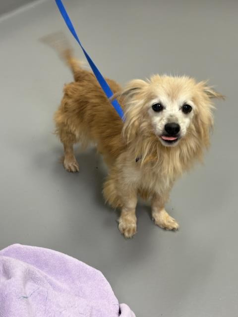 Chewbacca - Male - Chihuahua-Miniature Dachshund