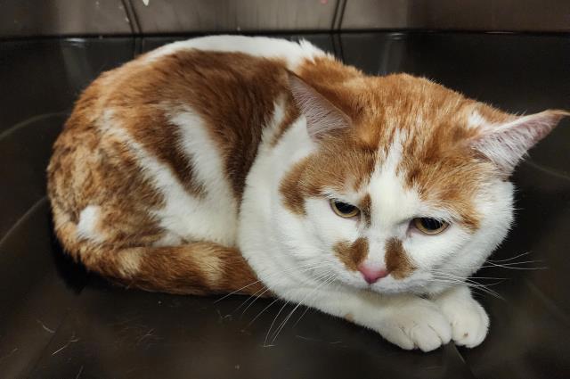 Toblerone - Male - Domestic SH