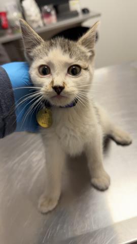 Lennon - Male - Domestic SH