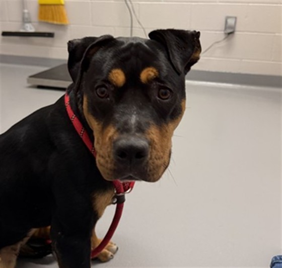  - Female - Pit Bull-Mix