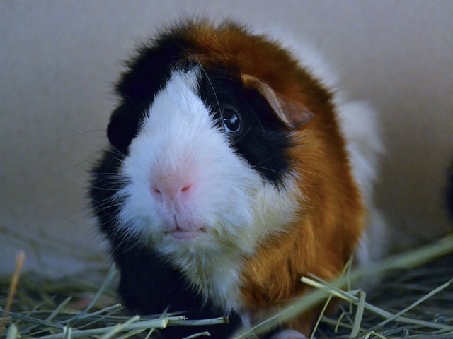 Pork Chop - Male - Guinea Pig