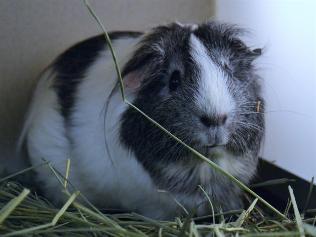 Zoom - Female - Guinea Pig