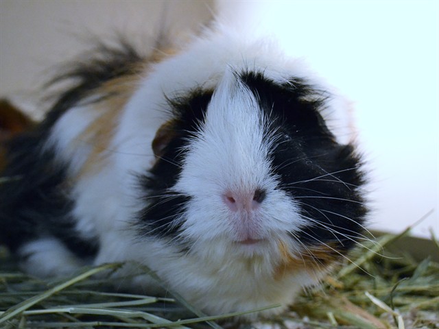 Button - Female - Guinea Pig