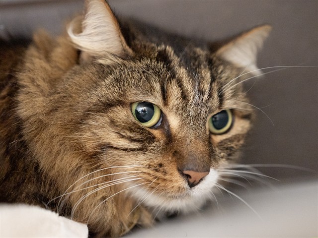 Raya - Female - Domestic LH