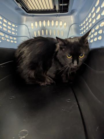  - Male - Domestic MH
