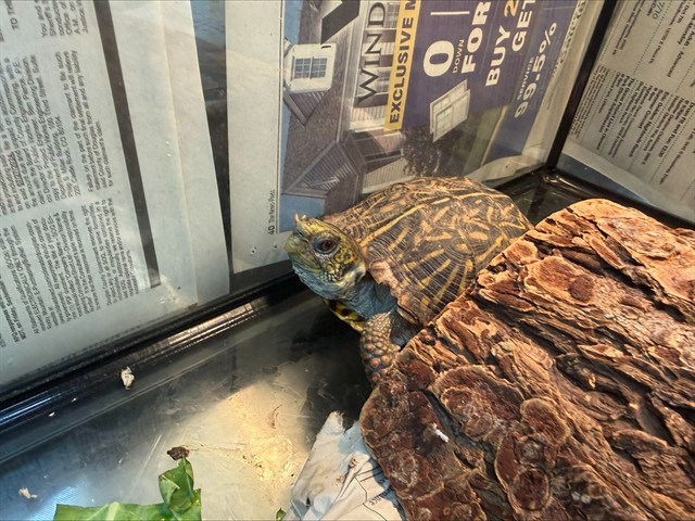 Vern - Unknown - Turtle