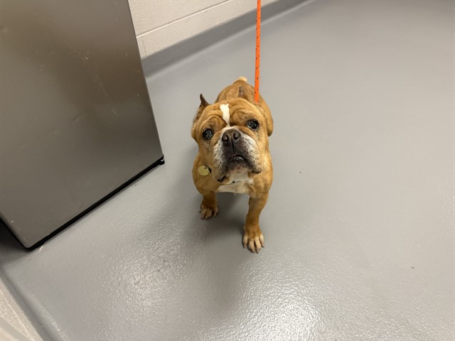  - Female - Pit Bull-English Bulldog