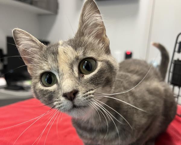 Darcy - Female - Domestic SH