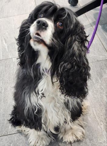  - Female - Cocker Spaniel
