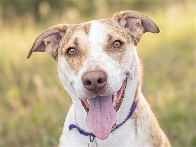 Watson - Male - Labrador Retriever-Mix