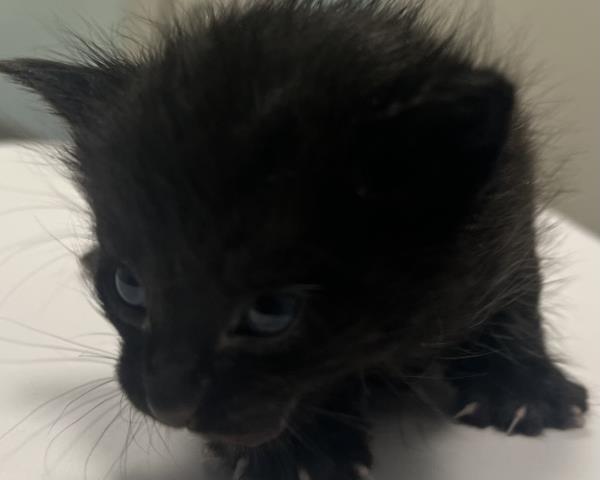 Gray - Male - Domestic SH