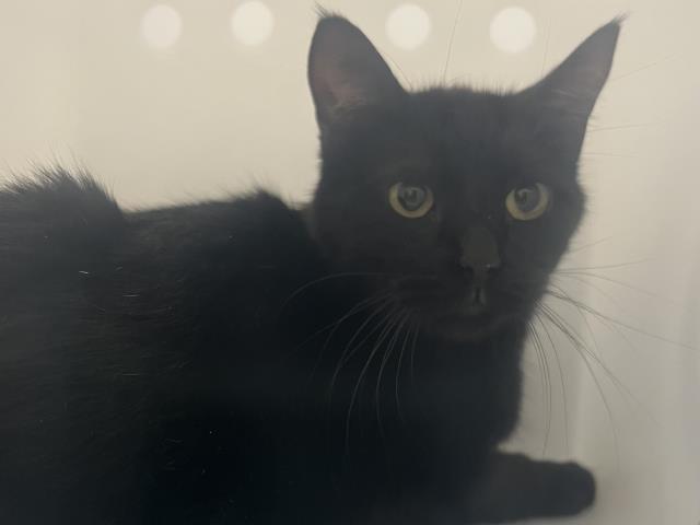 Mo - Female - Domestic MH