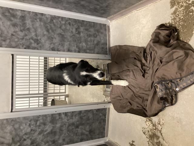 Jj - Male - Border Collie