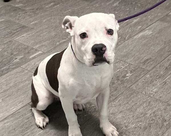 Emoji - Female - Pit Bull