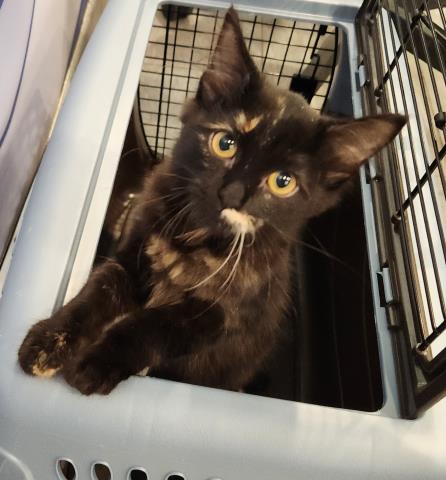  - Female - Domestic MH