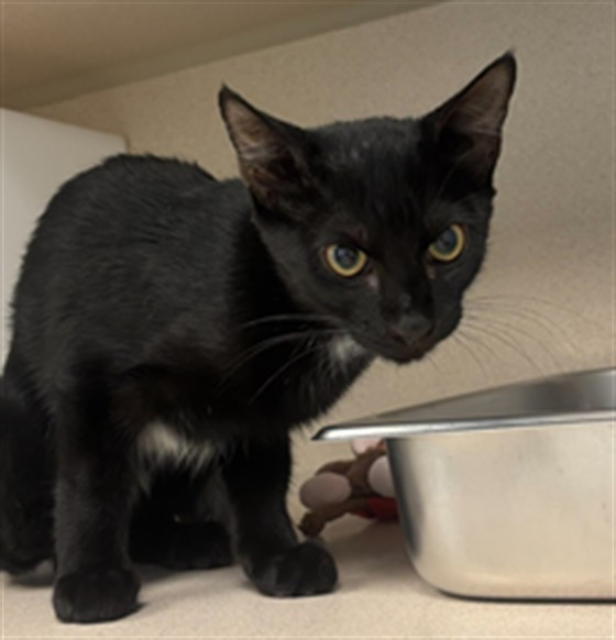  - Female - Domestic SH