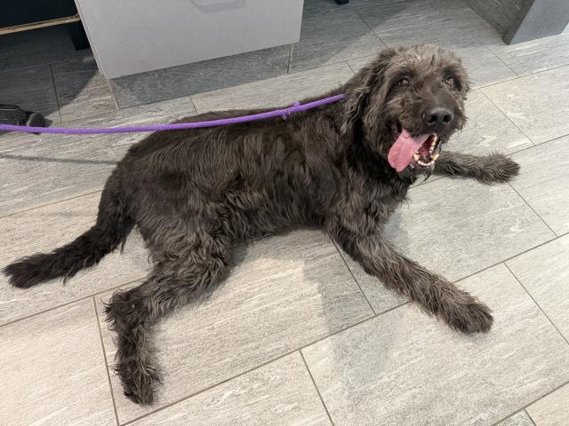 Murphy - Male - Standard Poodle-Mix