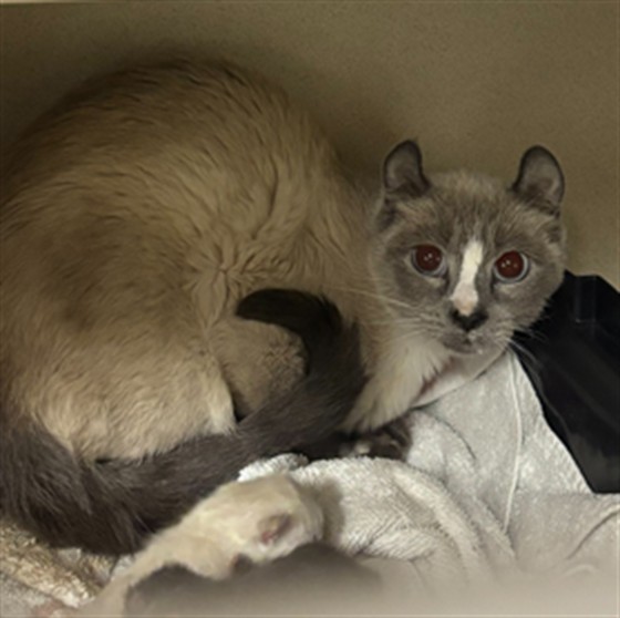  - Female - Domestic SH