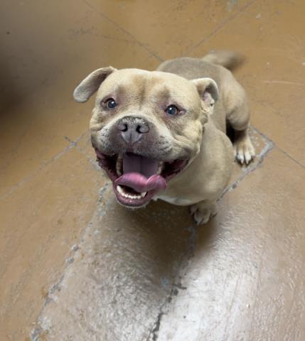 Lemony Snicket - Male - Pit Bull