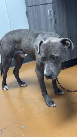 Count Olaf - Male - Pit Bull