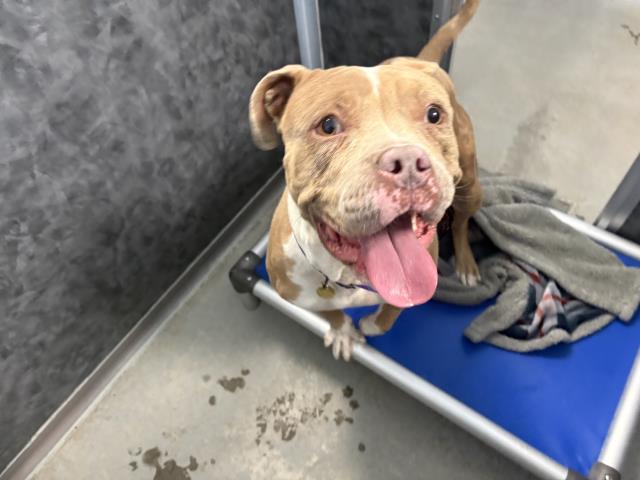  - Male - Pit Bull