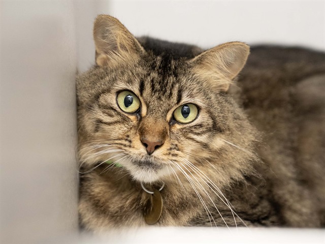 Mur - Female - Domestic MH
