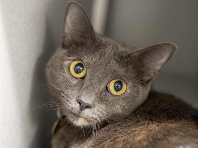 Binx - Female - Domestic SH