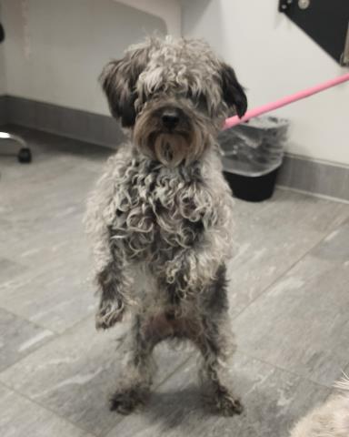 Damon - Male - Miniature Poodle-Mix