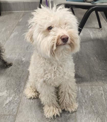 Enzo - Male - Miniature Poodle