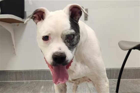  - Female - Boxer-Mix